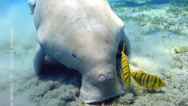 Eine Gabelschwanzseekuh auf dem Meeresboden. Neben ihr schwimmen zwei gelb-schwarz gestreifte Fische.