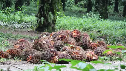 Haufen frisch geernteter Palmfruchtbündel auf einer tropischen Palmölplantage 