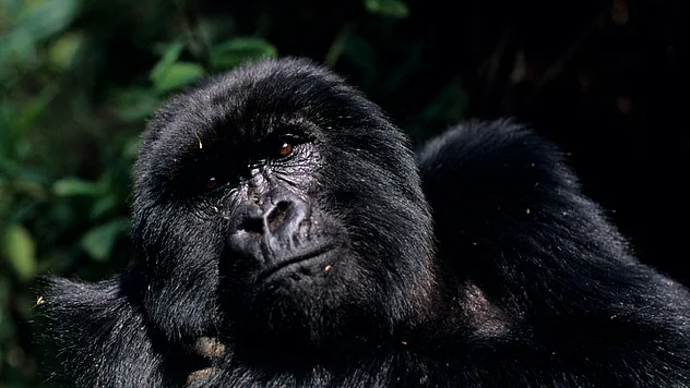 Ein nahes Porträt eines ruhenden Berggorillas, dessen dunkles, dichtes Fell im Sonnenlicht leicht glänzt. Der Gorilla blickt nachdenklich zur Seite, umgeben von verschwommenem, grünem Blätterwerk im Hintergrund, das auf einen dichten Wald hinweist.
