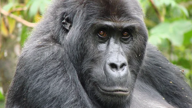 Der östliche Flachlandgorilla ist nah an der Kamera und schaut aufmerksam in deren Richtung. Im Hintergrund sind Zweige mit grünen Blättern zu sehen. 