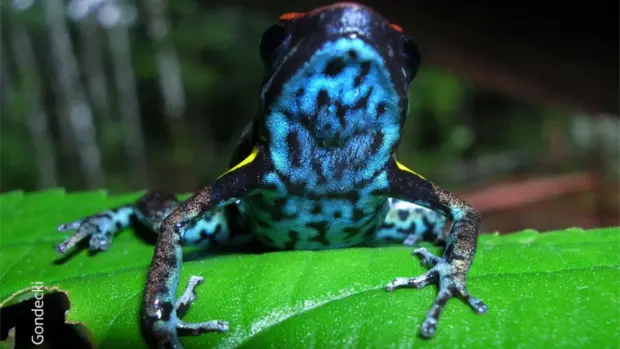 Ein Blauer Pfleilgiftfrosch hockt auf einem Blatt.