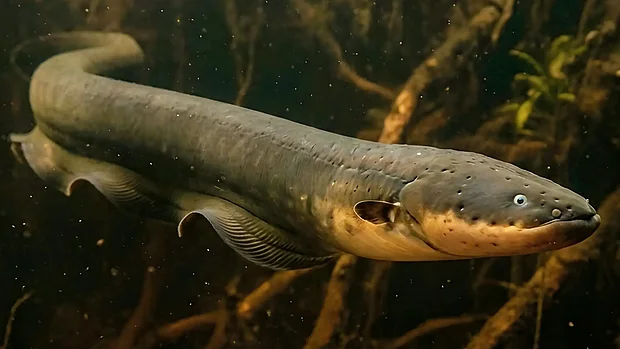 Ein Zitteraal mit gelblicher Bauchseite und blauen Augen schwimmt durch trübes Gewässer. Er ist in kompletter Länge zu sehen. Im Hintergrund erkennt man Wurzelwerk.