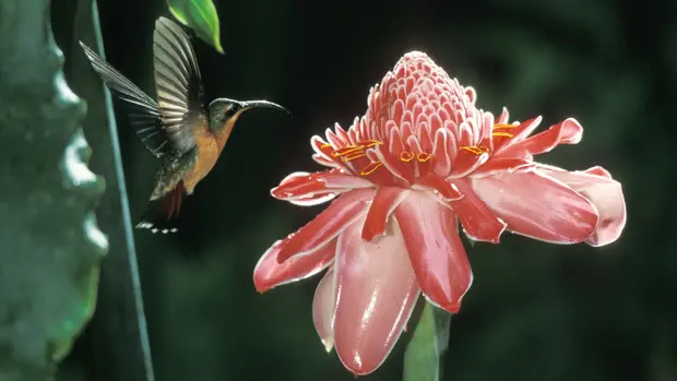 Ein Kolibri steht in der Luft vor einer tropischen Blüte.