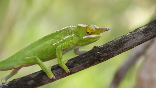 Das Chamäleon ist ein Reptil, durch Kristalle in seiner Haut kann es die Helligkeit ändern. Das Tier auf dem Bild zum Beispiel, kann seine Hautfarbe zu einem dunkelgrün wechseln.