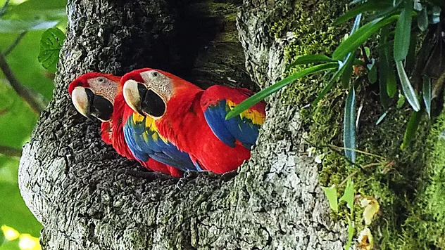 Ein Ara Pärchen sitzt in einer Baumhöhle.