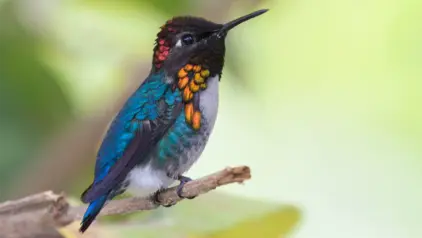 Die Bienenelfe hat ein schillerndes Gefieder mit blaugrünen, roten, orangenen und pinken Federn.