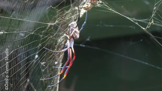 Eine Blau-rote Seidenspinne in ihrem Netz.