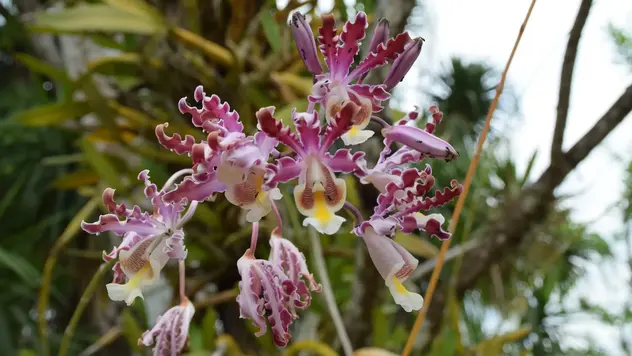 Die Orchidee auf diesem Bild hat eine weiß-lila Farbe. Der Eingang zur Blüte ist gelb markiert. So folgen Insekten dem gelben Eingang und gelangen zum Pollen. So helfen sie ohne ihr Wissen der Blüte bei der Fortpflanzung. 