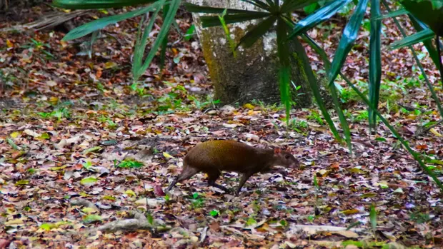 Ein Aguti läuft durch den Wald.