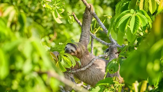 Ein Faultier im Baum, fast verdeckt von dessen Blättern.