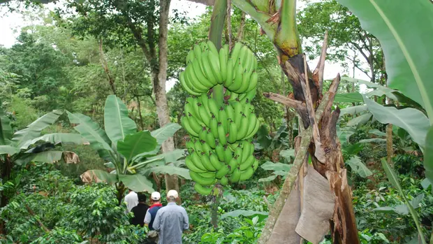 Eine Bananenstaude mit grünen Früchten daran im Regenwald der Dominikanischen Republik.