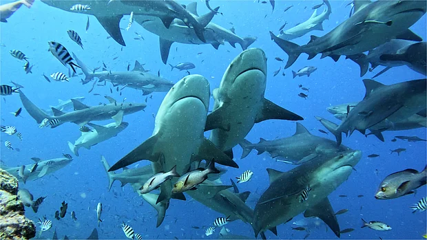 Eine Scharr Bullenhaie schwimmt durch eine Scharr Fische.