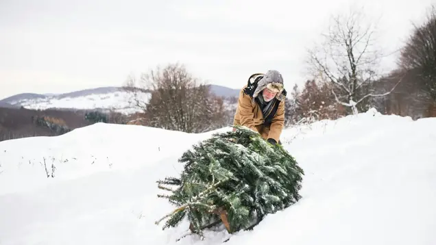 Ein Mann zieht einen geschlagenen Tannenbaum durch den Schnee