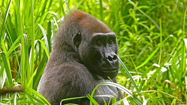Ein westlicher Flachlandgorilla sitzt entspannt im hohen Gras und schaut seitlich zur Kamera.