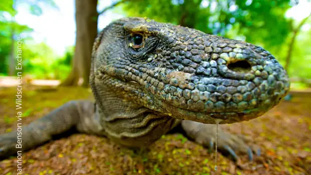 Der Kopf eines Komodowaran in Nahaufnahme.