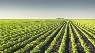 Ein großes Feld auf dem Soja Pflanzen angebaut werden.