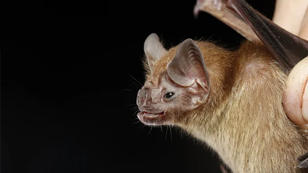 Seitenansicht einer Fledermaus wird von einer Hand festgehalten.