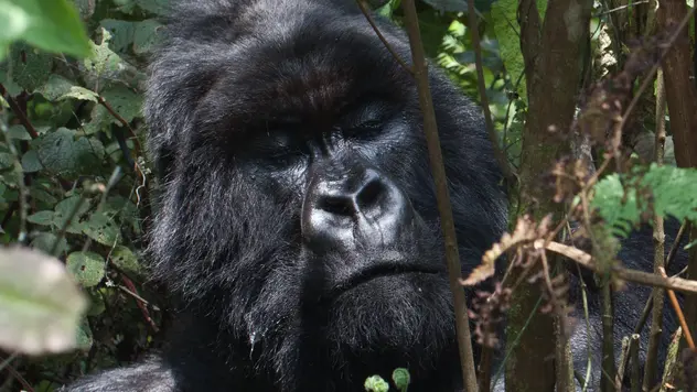 Ein Gorilla in der Sonne sitzend