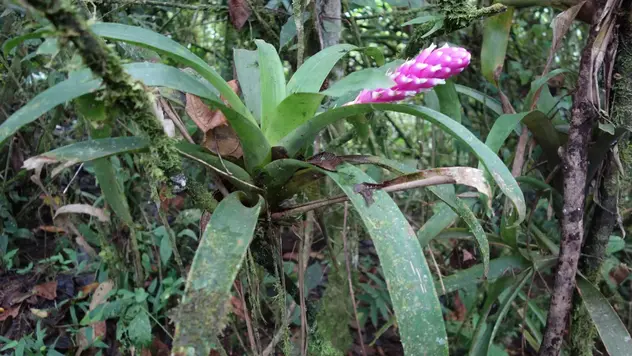 Die Pflanze mit einer rose-pinken Blüte wächst auf dem Ast eines Baumes.