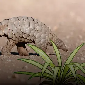 Ein Pangolin streift durch eine Wüste - im Comic-Stil hinzugefügt - ein Schuppentier und eine Pflanze. 