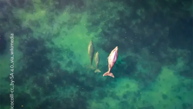 Drei Dugong's schwimmen durchs Meer - die Aufnahme zeigt diese von oben.