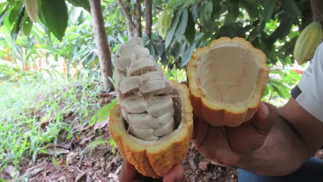 Eine aufgeschnittene Kakaofrucht in Guatemala ©S. Schäfer Eine aufgeschnittene Kakofrucht. Bei Kakao liegen die Bohnen in einer weißen, schleimigen Schutzschicht. Sie schmeckt süß und nach Kakao.