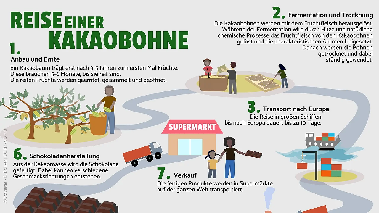 Schaubild der Lieferkette von Kakao. 