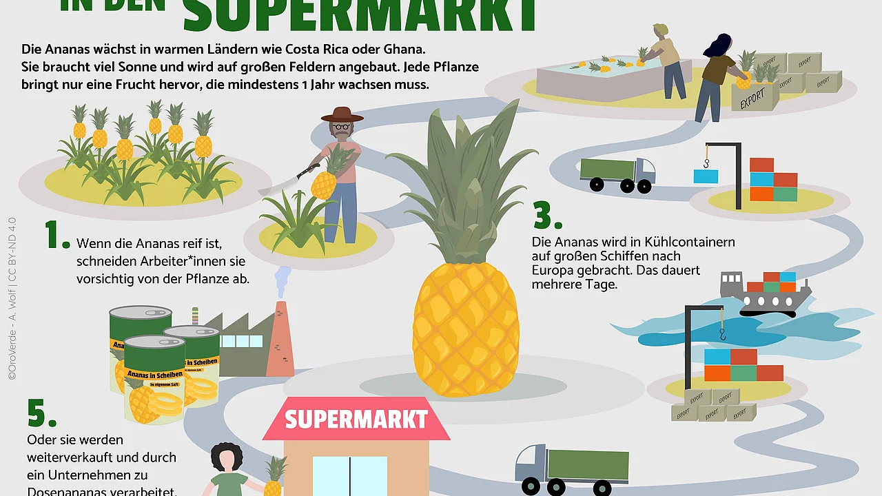 Die Ananas-Lieferkette erstreckt sich vom Anbau auf großen Feldern über die Ernte, Sortierung und Verpackung bis hin zum Transport in Kühlcontainern per Schiff und der Weiterverarbeitung. Schließlich wird die Ananas in den Supermarkt geliefert.