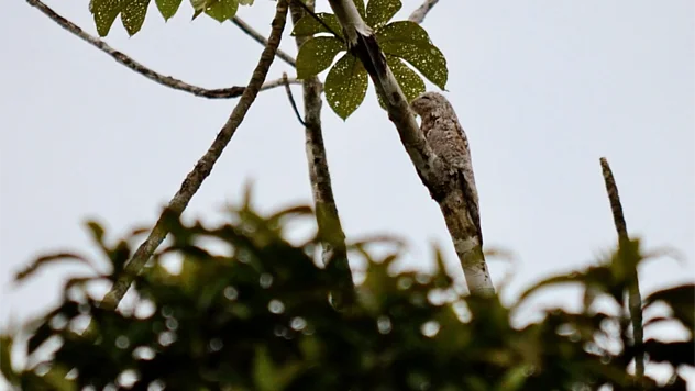 Ein Vogel tarnt sich durch sein braunes Gefieder wie ein Ast. 
