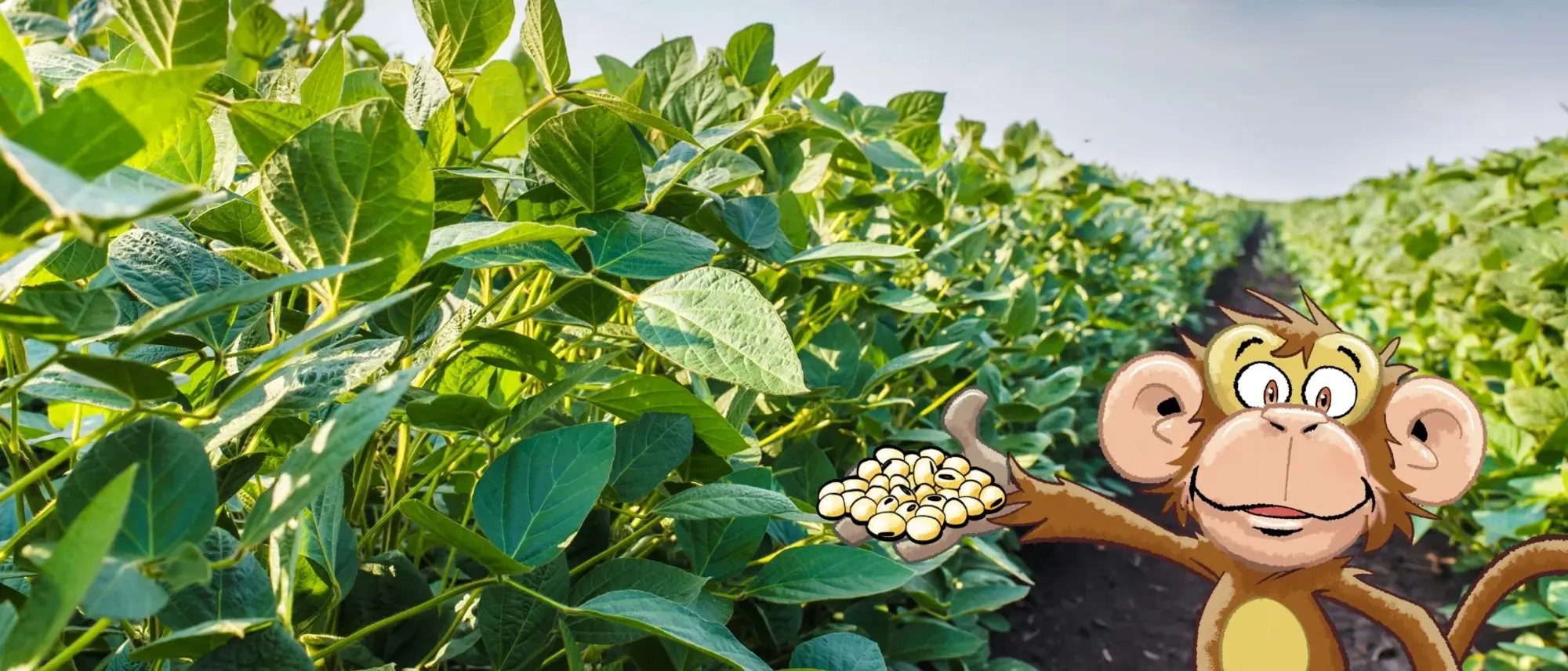 Ein Sojafeld - im Comic Stil hinzugefügt - ein Affe, der Sojabohnen in der Hand hält.