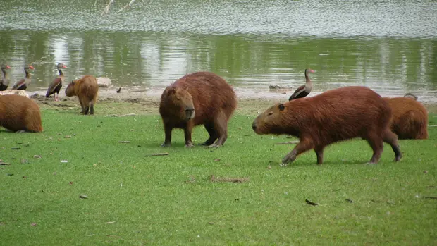 Capybaras auf einer Wiese an einem See.