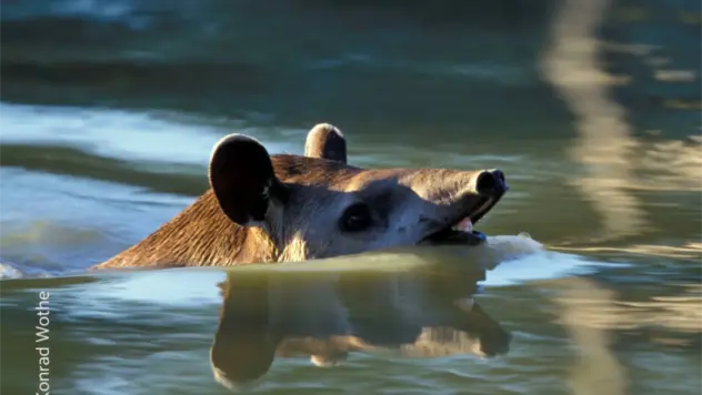 Ein Tapir schwimmt.