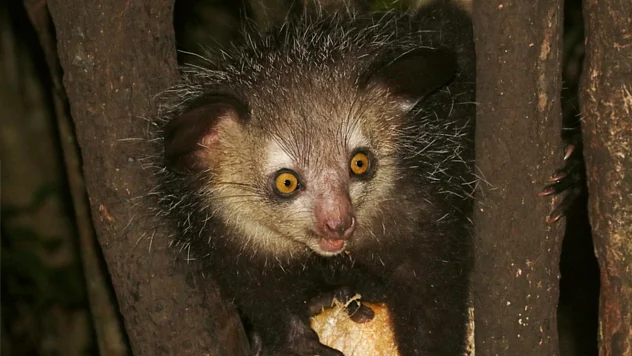 Ein Aye Aye sitzt in einem Baum.