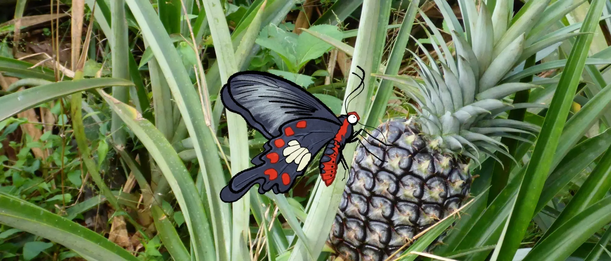 Eine Ananas auf einem Feld - im Comic Stil hinzugefügt - ein schwarz-weiß-roter Schmetterling
