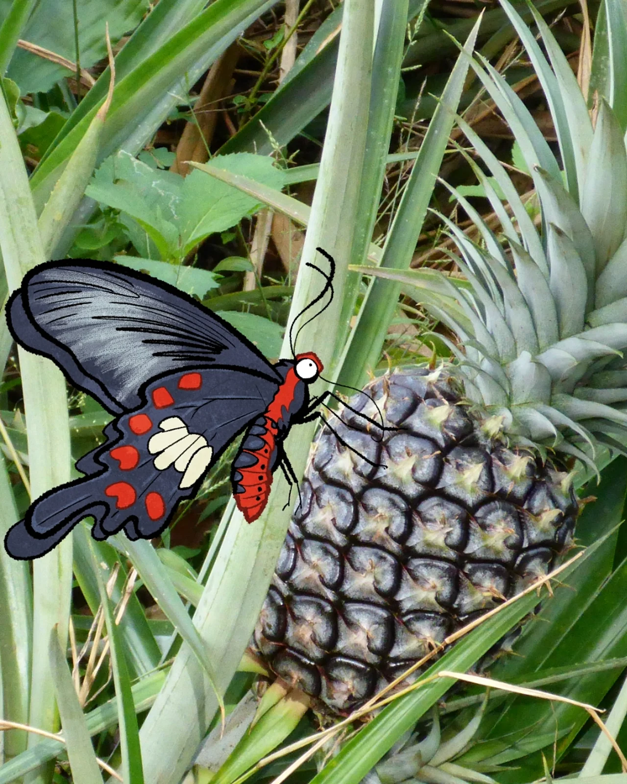 Eine Ananas auf einem Feld - im Comic Stil hinzugefügt - ein schwarz-weiß-roter Schmetterling