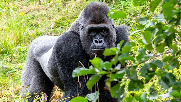Ein Silberrücken steht im Grünen im Knöchelgang. Er schaut aufmerksam geradeaus auf die Kamera.