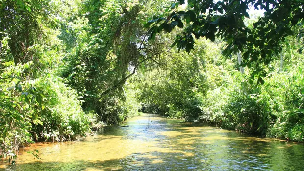 Ein Fluss im Regenwald.