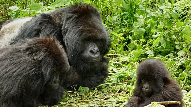 Drei Gorillas mit schwarzem Fell (zwei Erwachsene und ein Jungtier) ruhen sich im grünen Dickicht aus.