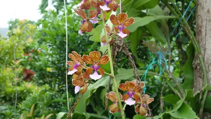 Eine große Orchidee. Sie wächst auf anderen Pflanzen und bildet wie auf diesem Bild wunderschöne bunte Blüten in Rot- und Orangetönen aus.