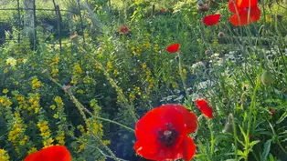 Bild eines Gartens, mit vielen wilden Blumen. Im Vordergrund ist eine Mohnblume zu sehen.