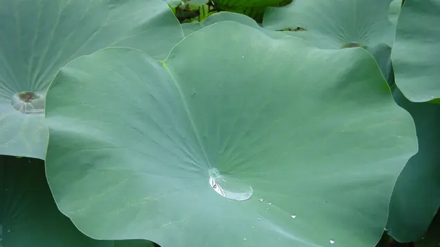 Auf dem Bild ist ein Lotusblatt mit einem Wassertropfen in der Mitte zu sehen.