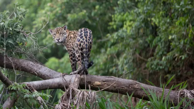 Ein Jaguar läuft auf einem Ast.