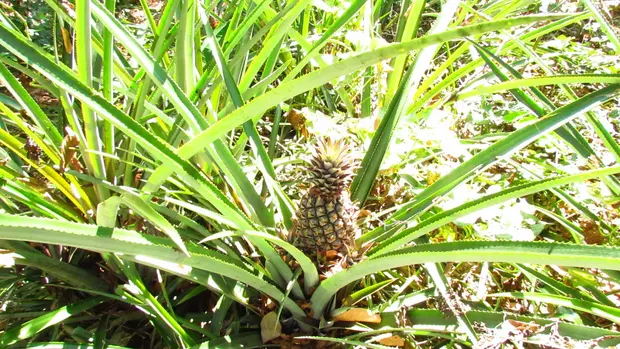 Eine Ananas an einer Pflanze auf einem Feld. 
