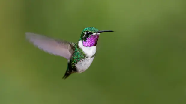 Ein bunter Kolibri, in schillernden Farben, hier, grün und lila, steht in der Luft.