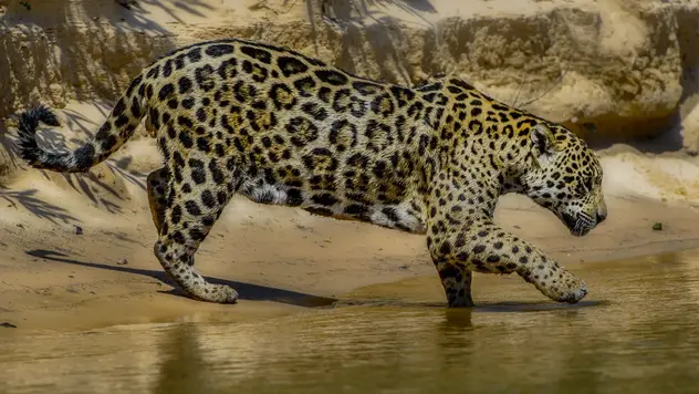 Ein Jaguar geht mit den Vordertatzen ins Wasser.