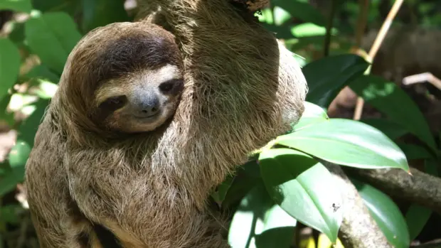 Ein Faultier sitzt im Baum.