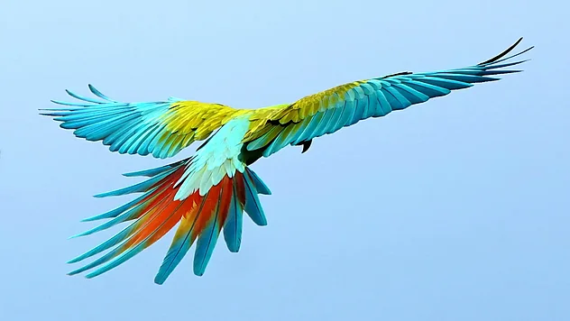 Bechsteinara im Flug, Aufnahme von hinten