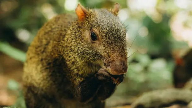 Ein Aguti sitzt auf einer Steinplatte.