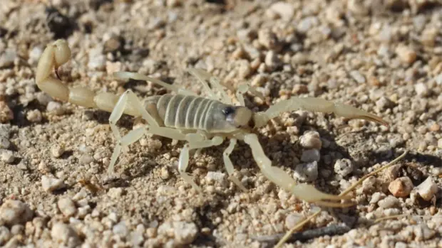 Ein weißer Skorpion auf glattem Boden.