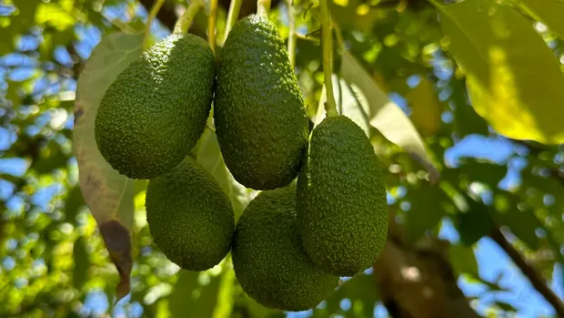 Wissenswertes über die Avocado.
